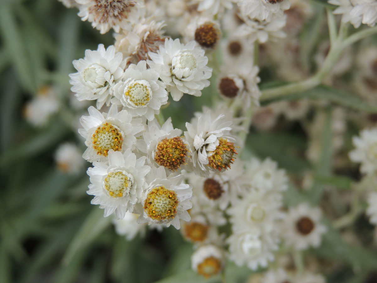 Asteraceae Anaphalis margaritacea