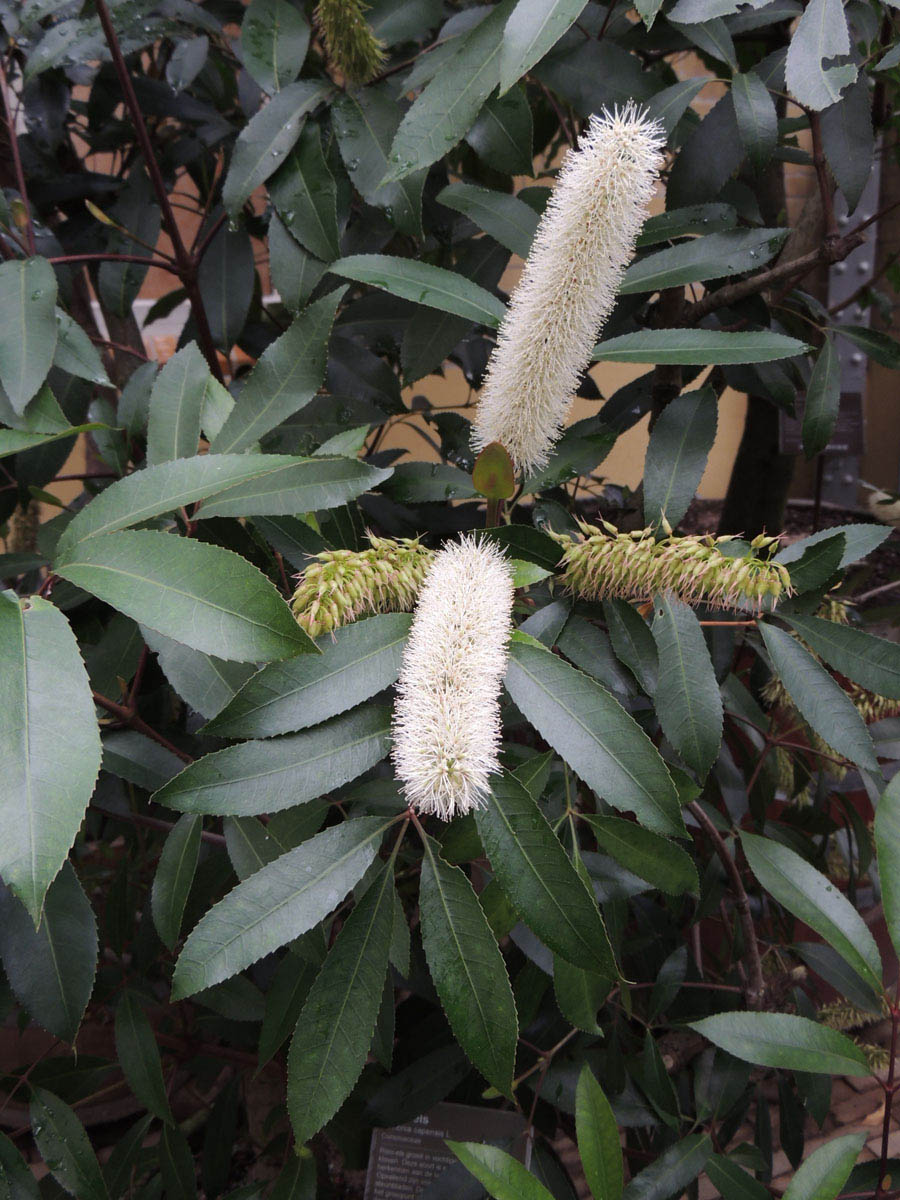 Cunoniaceae Cunonia capensis