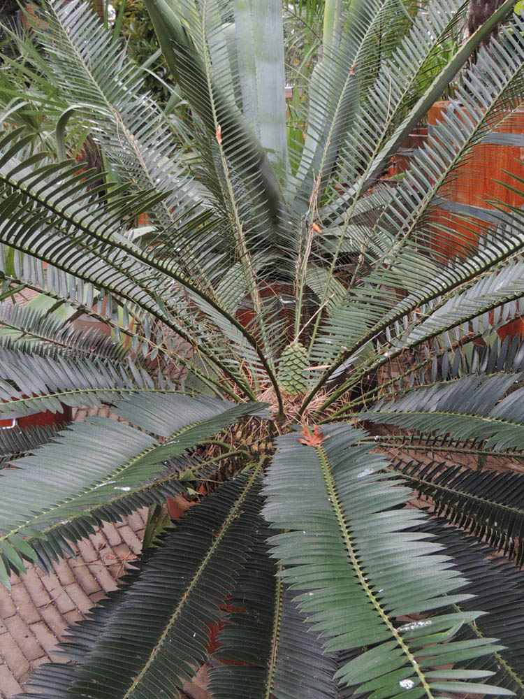Zamiaceae Encephalartos lebomboensis