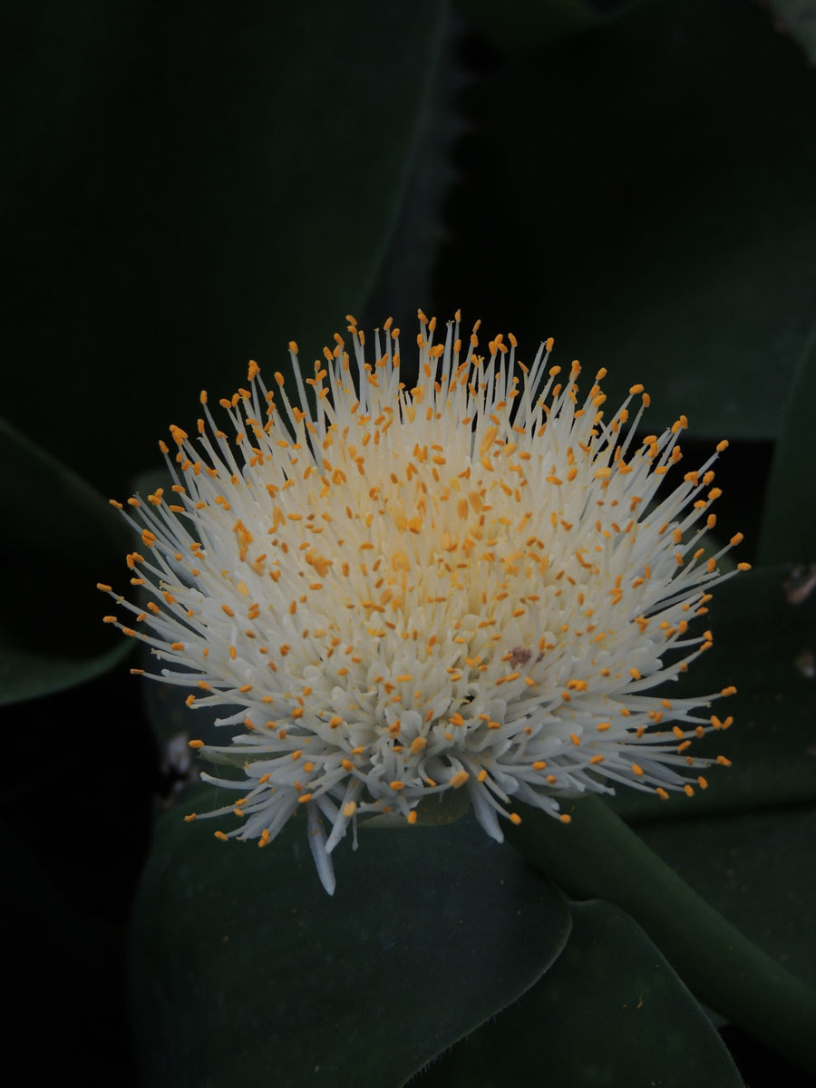 Amaryllidaceae Haemanthus albiflos