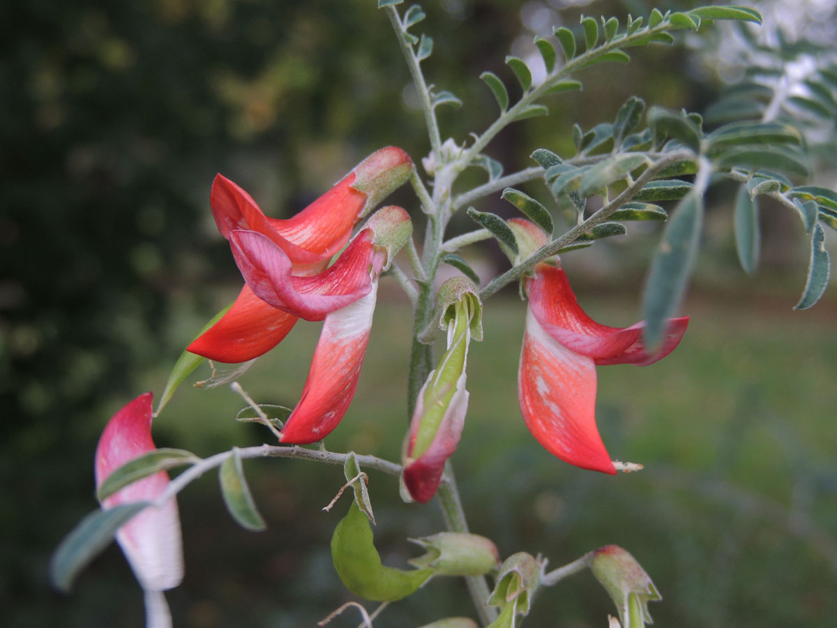 Fabaceae Lessertia frutescens