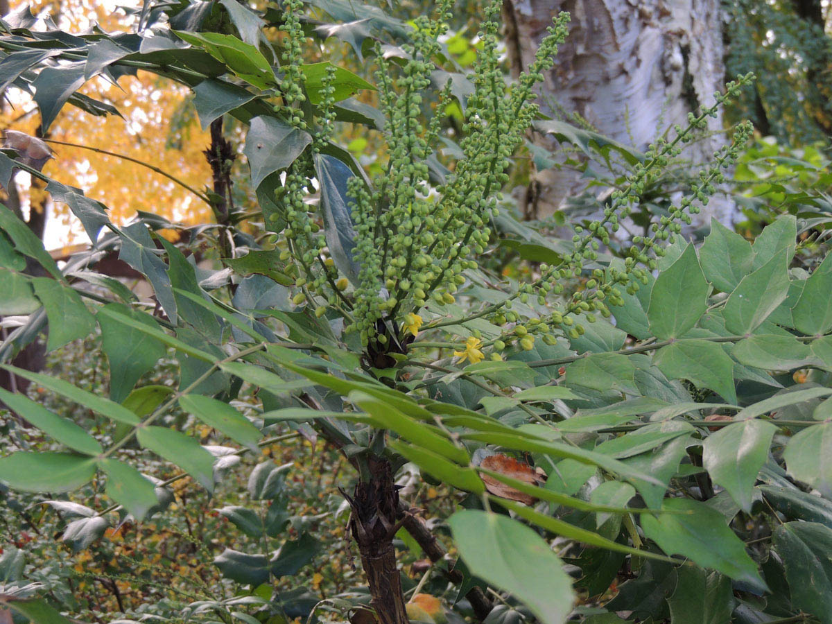 Berberidaceae Berberis bealei