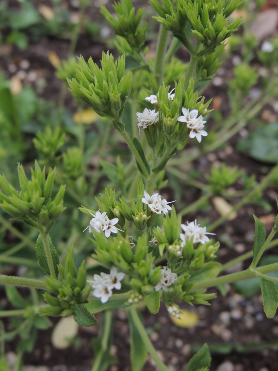 Asteraceae Stevia rebaudiana