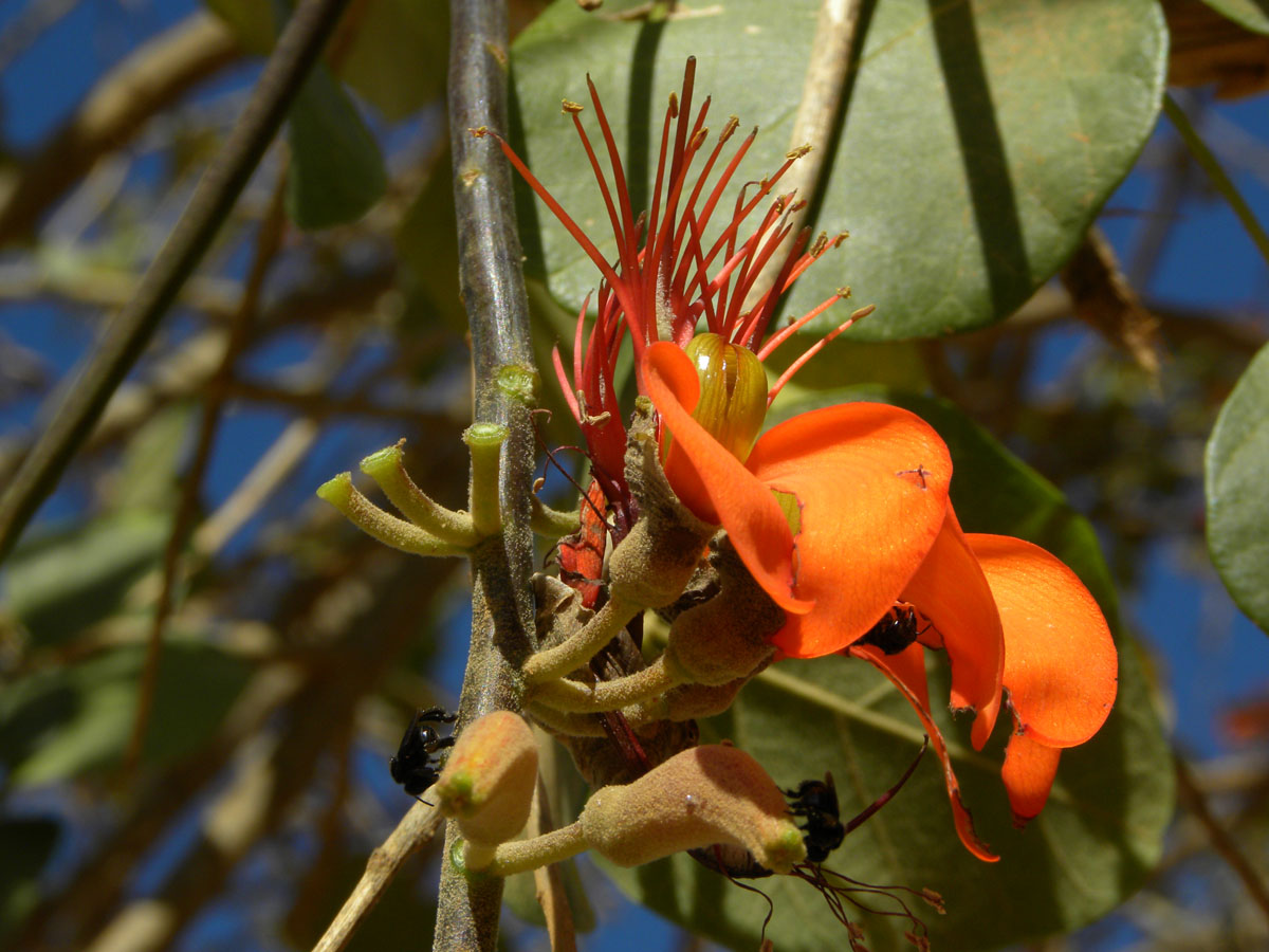 Fabaceae Erythrina velutina