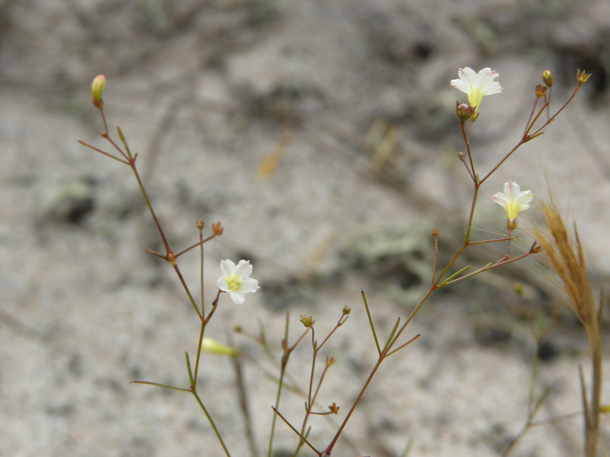 Rubiaceae Oldenlandia filicaulis