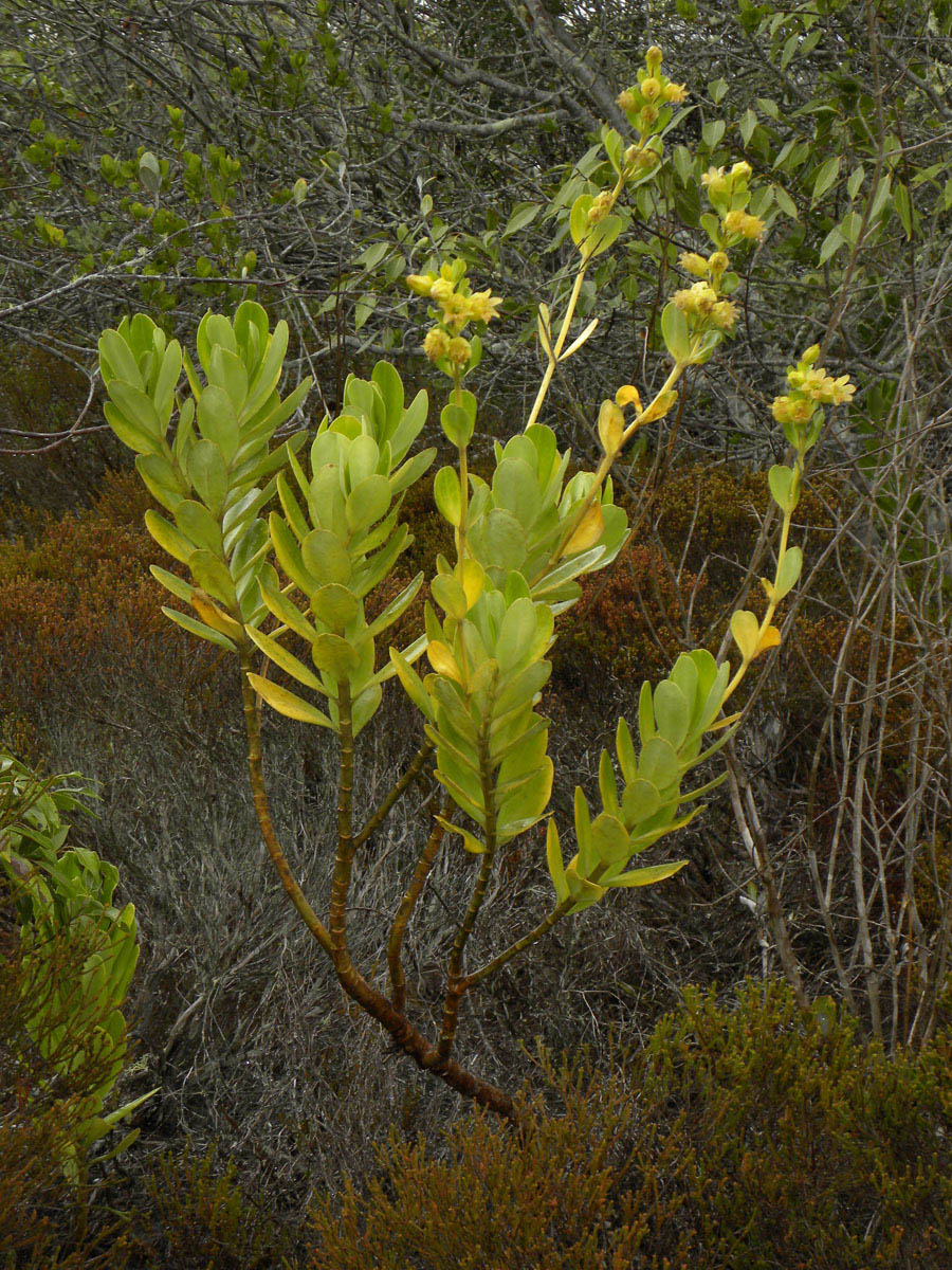 Gentianaceae Prepusa montana