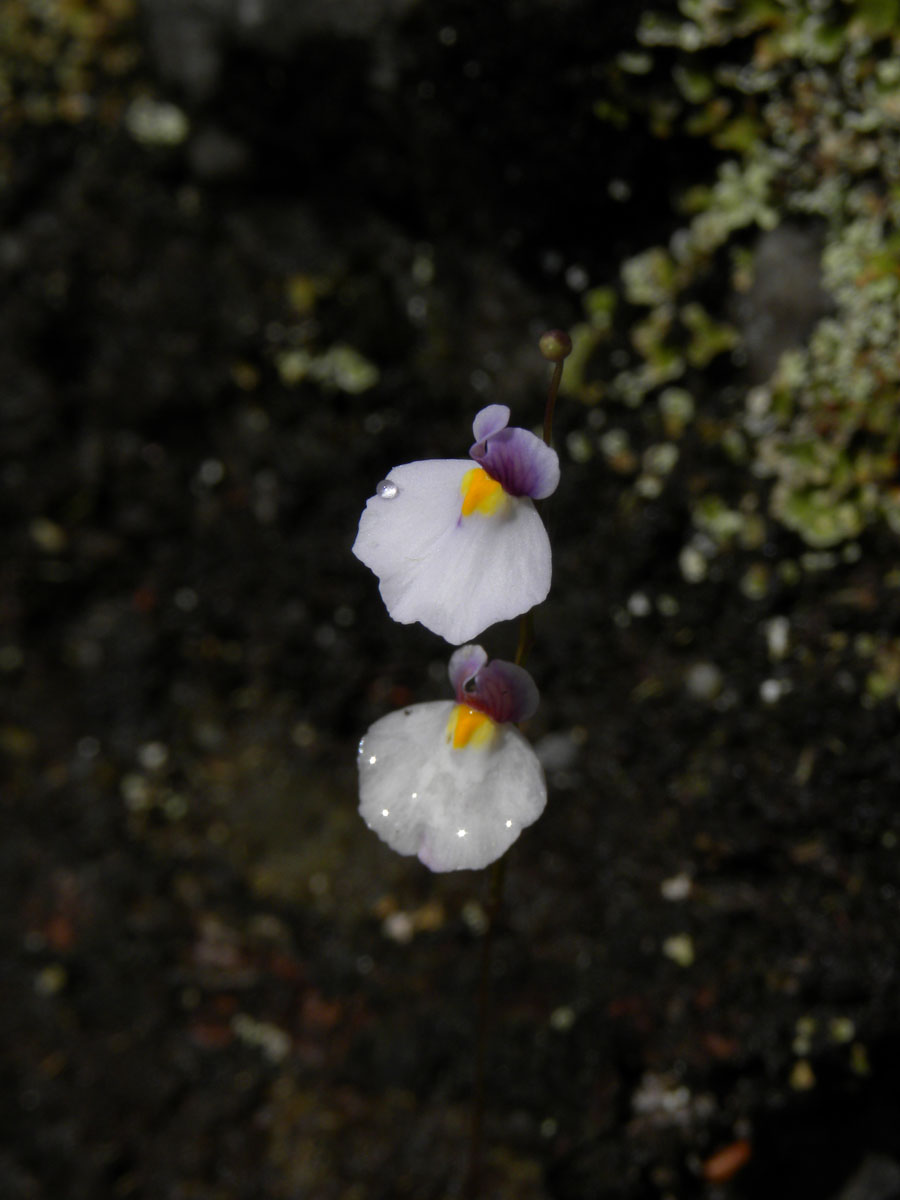 Lentibulariaceae Utricularia blanchetii