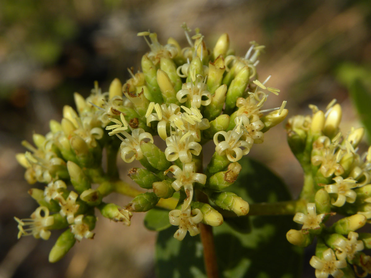 Loganiaceae Antonia ovata