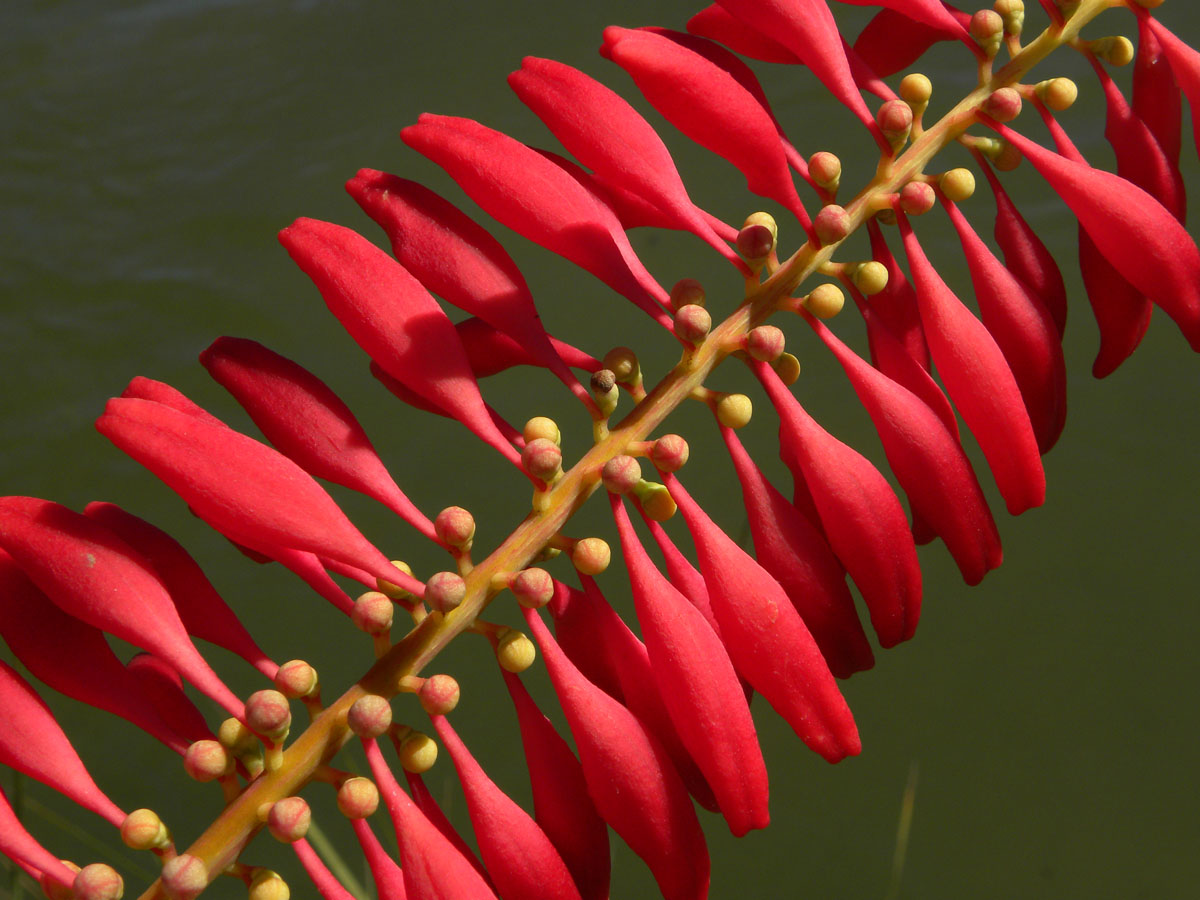 Marcgraviaceae Norantea guianensis