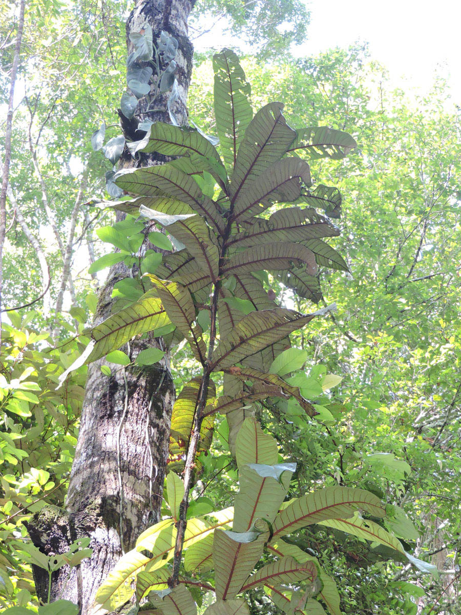 Hypericaceae Vismia cauliflora