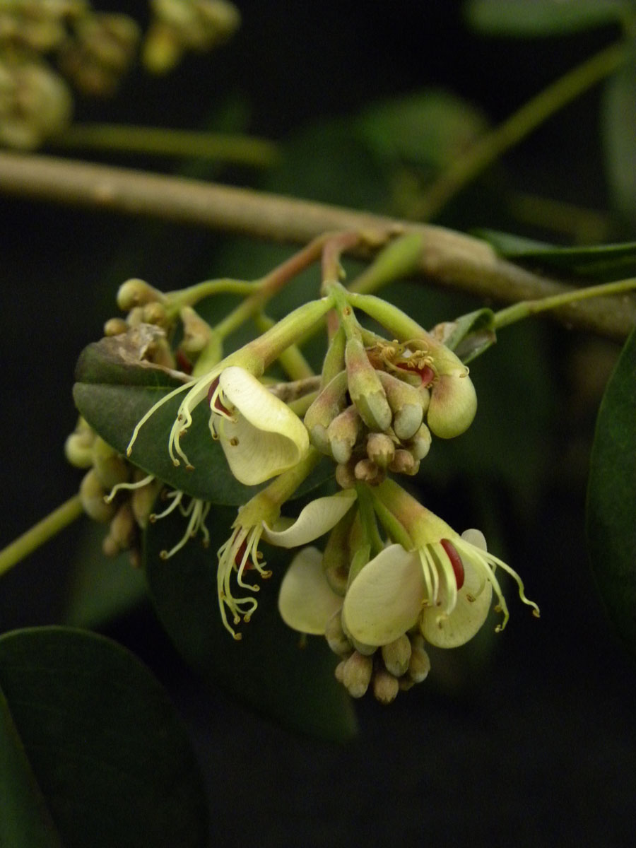 Fabaceae Amburana cearensis