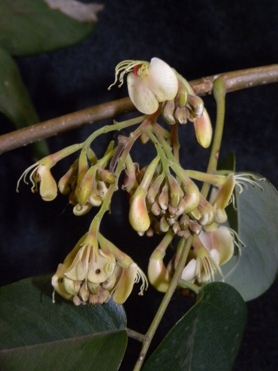 Fabaceae Amburana cearensis
