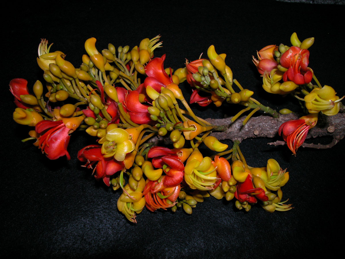 Fabaceae Castanospermum australe