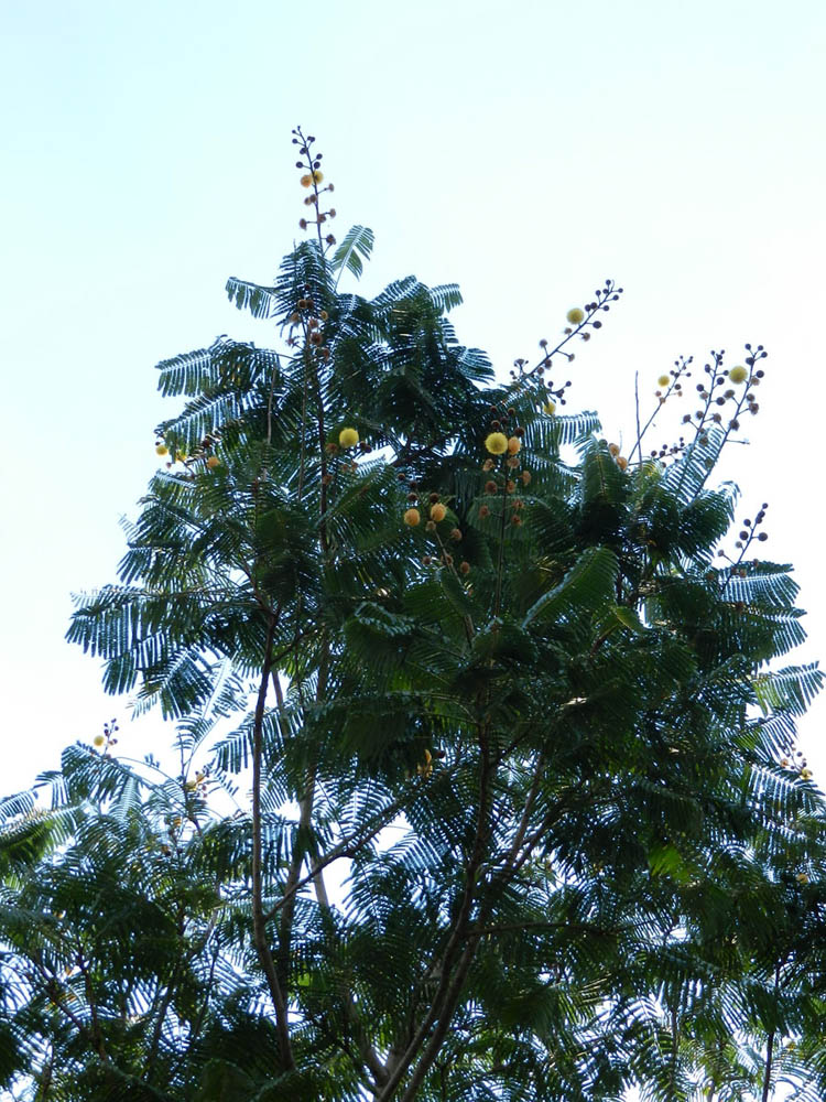 Fabaceae Parkia multijuga
