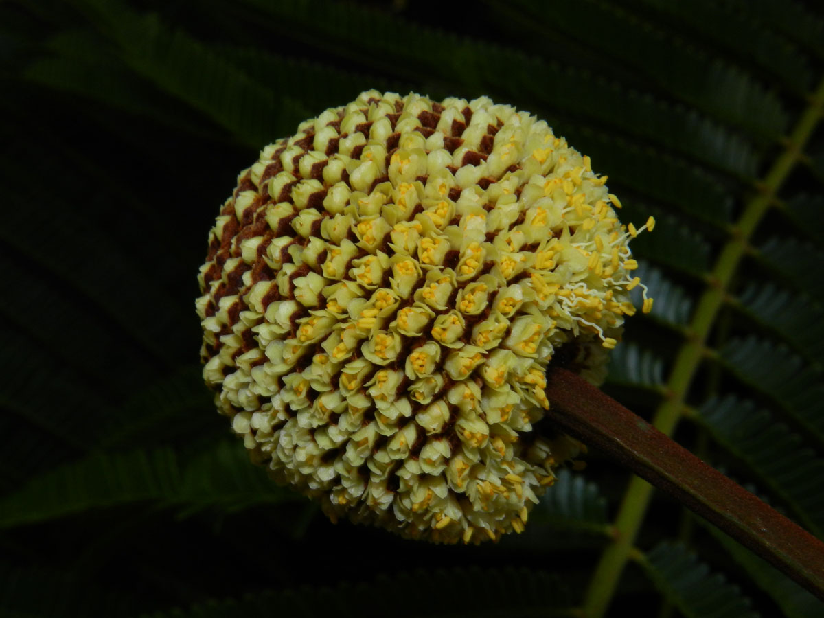 Fabaceae Parkia mutijuga