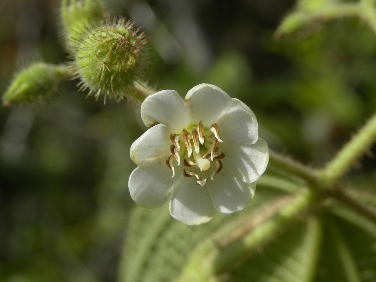 Melastomataceae Clidemia octona