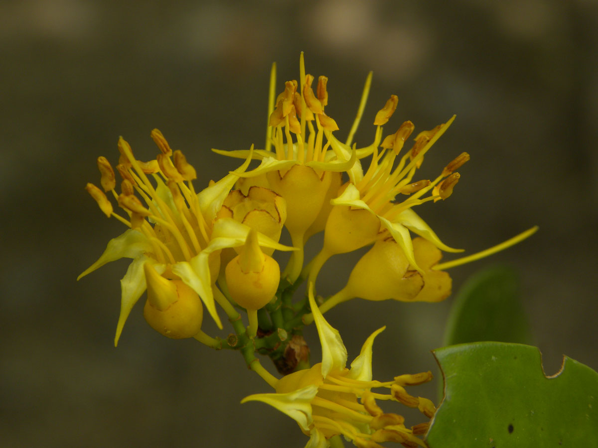 Melastomataceae Mouriri acutiflora