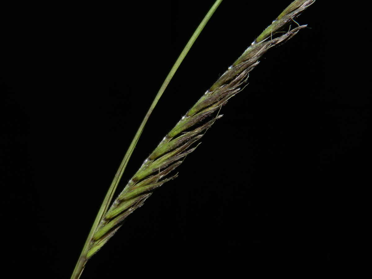 Poaceae Merostachys neesii