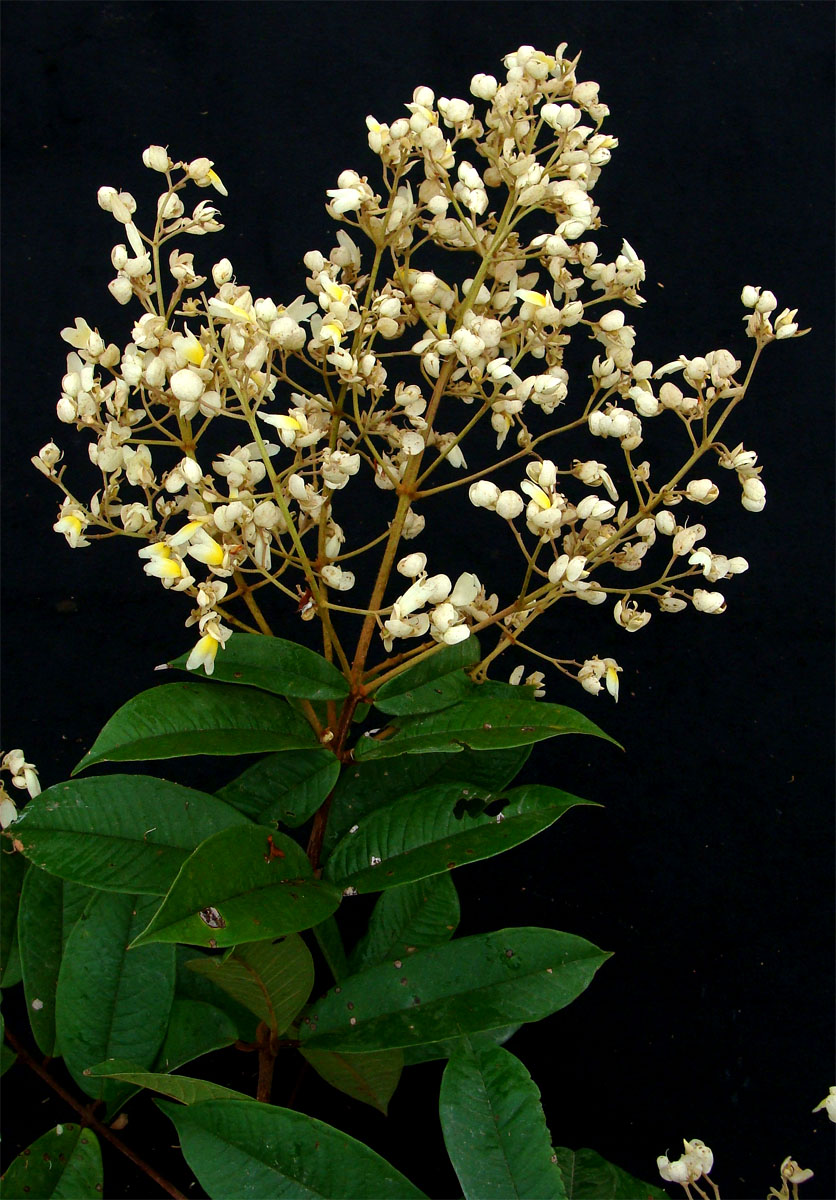 Vochysiaceae Erisma floribundum