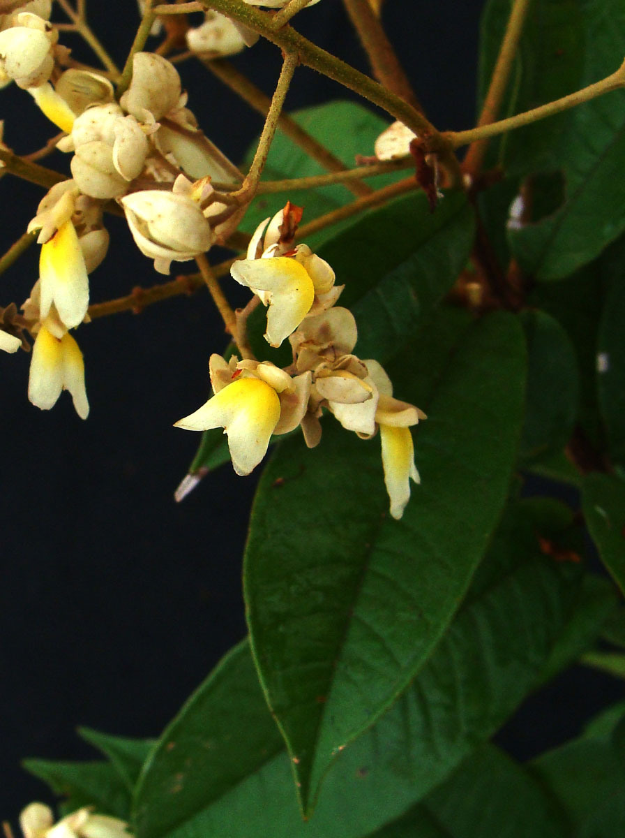 Vochysiaceae Erisma floribundum