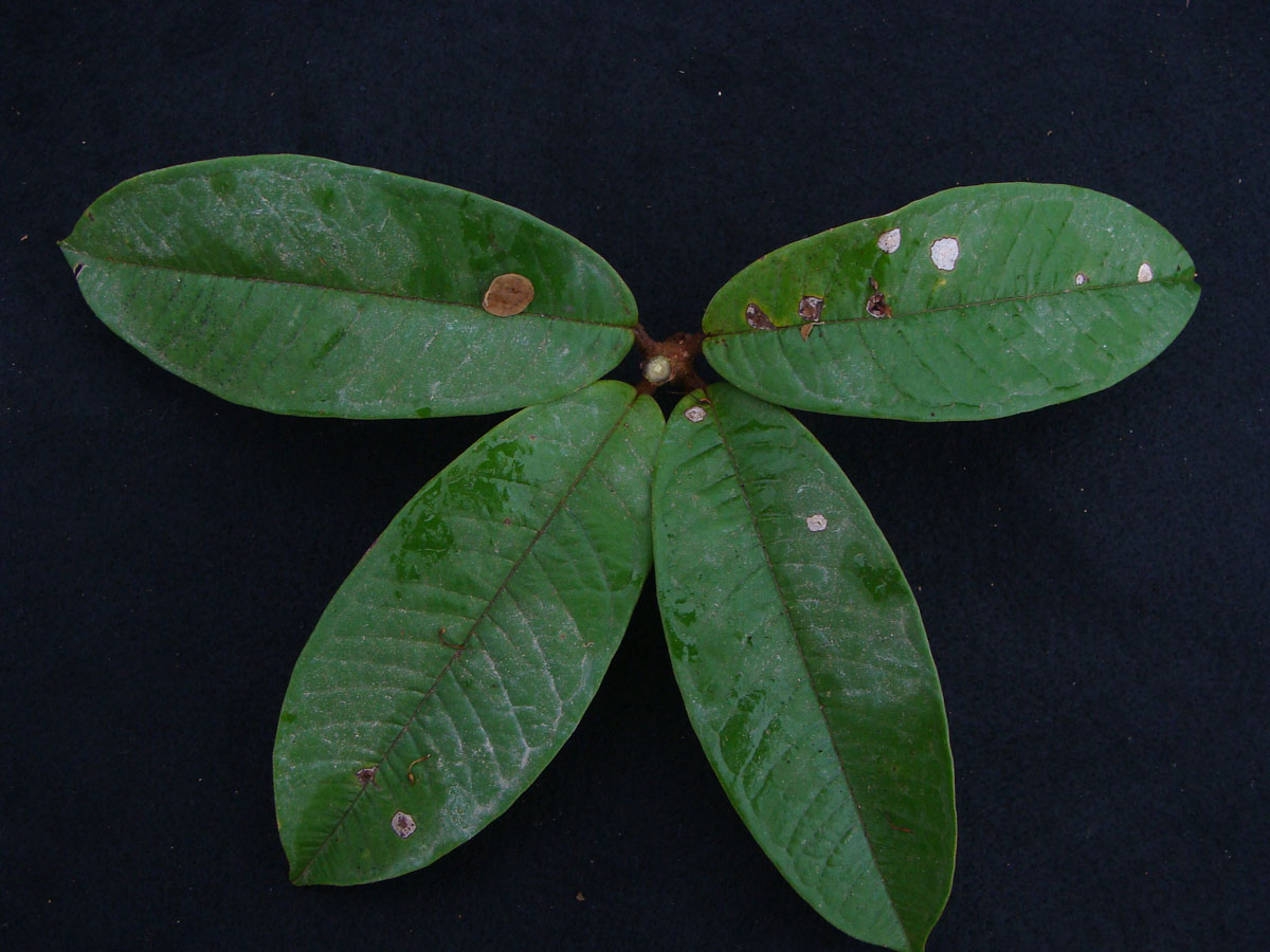 Vochysiaceae Erisma floribundum