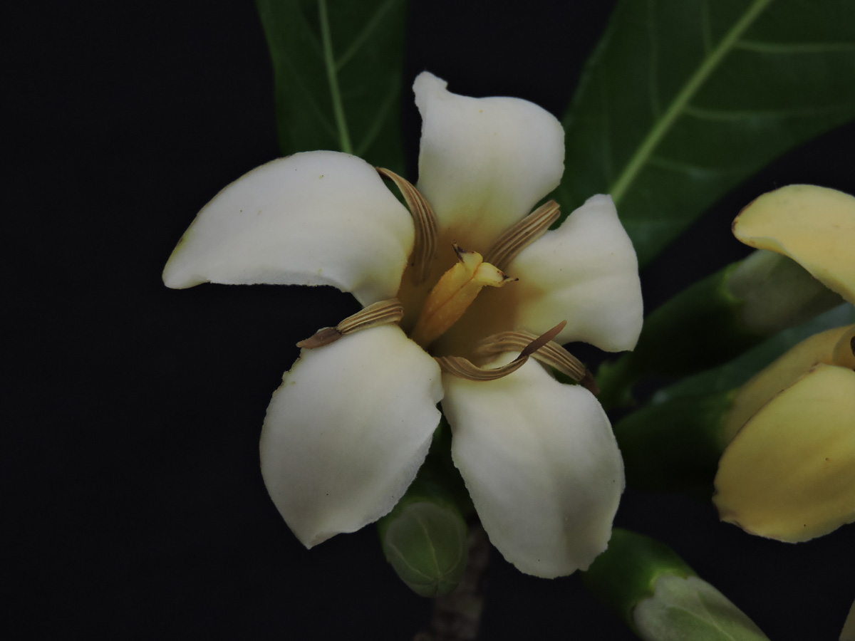 Rubiaceae Genipa infundibuliformis