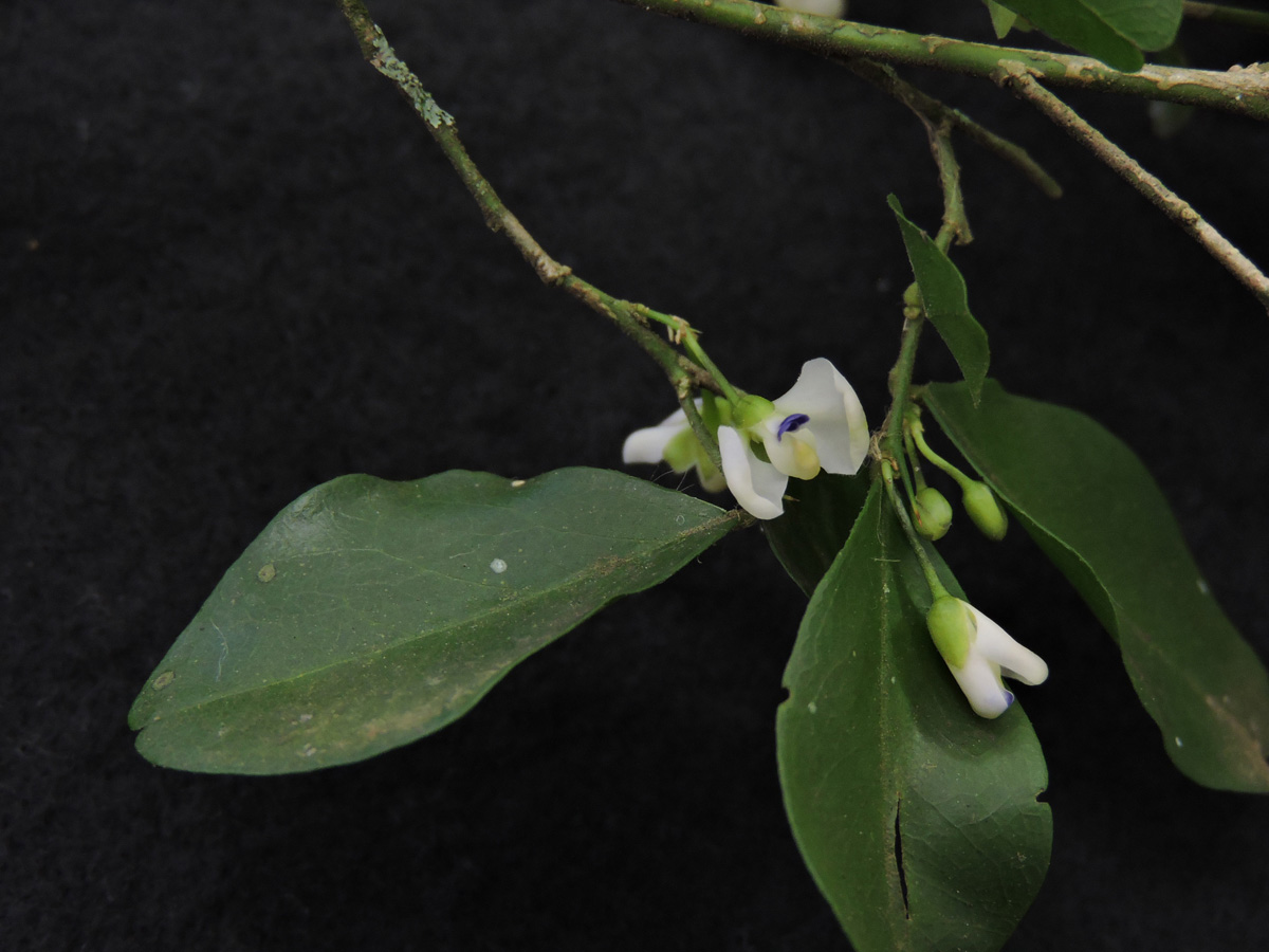 Polygalaceae Acanthocladus brasiliensis