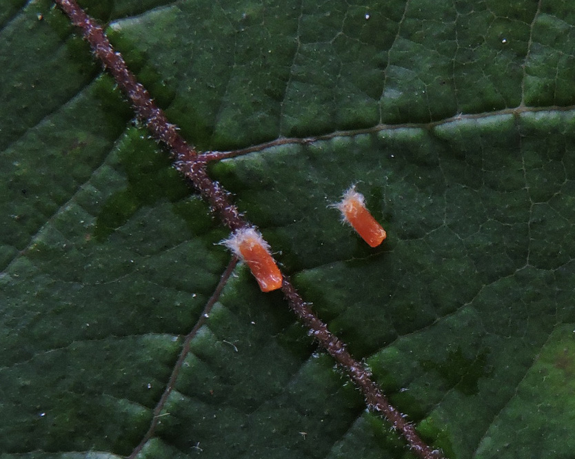 Hypericaceae Vismia sandwithii