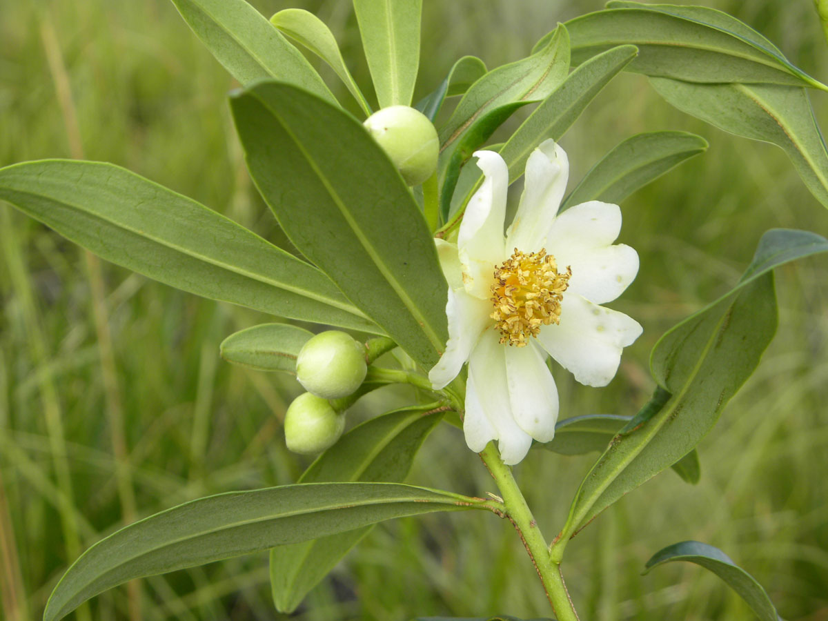 Theaceae Laplacea fruticosa