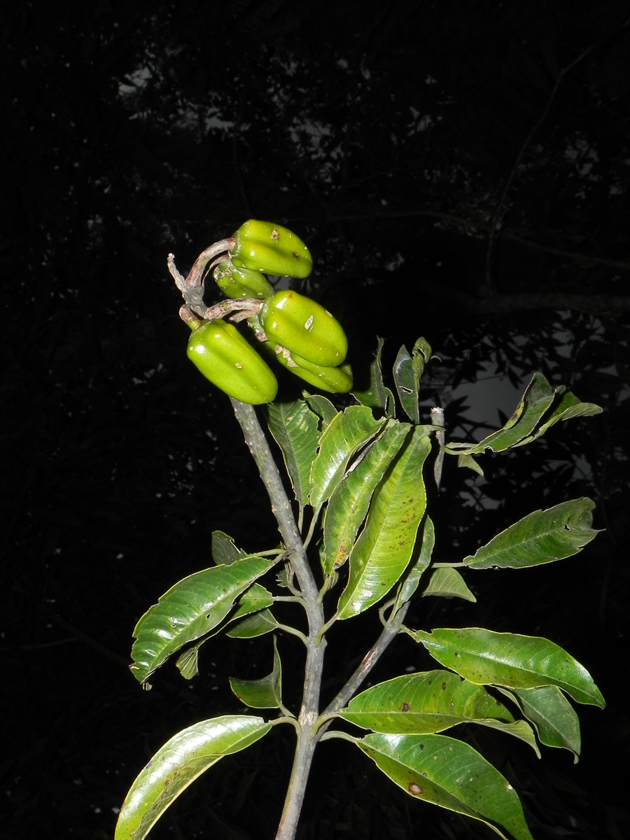 Vochysiaceae Vochysia schwackeana