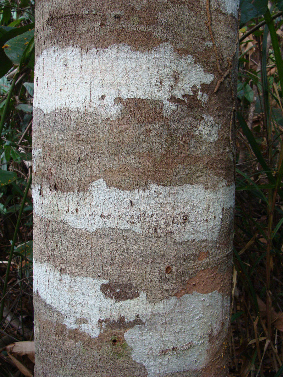 Vochysiaceae Vochysia ferruginea