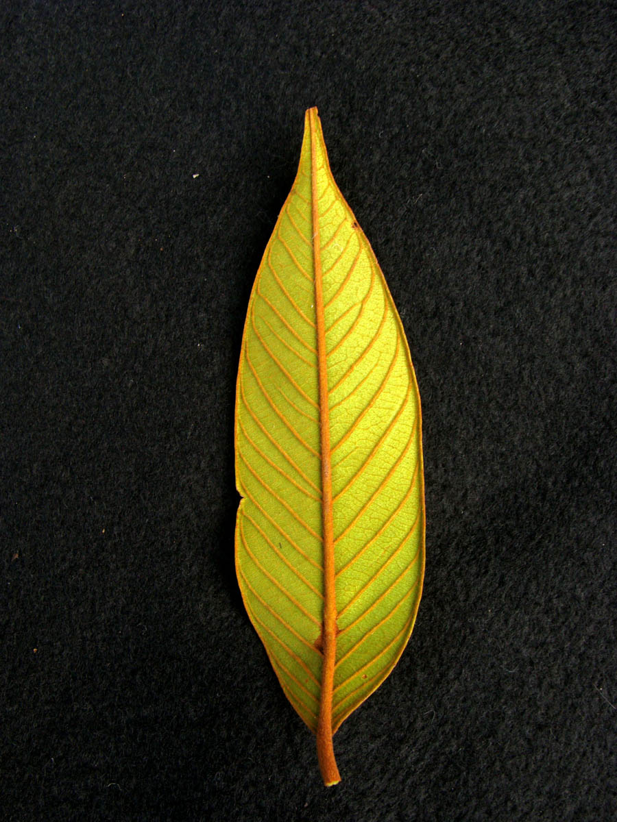 Vochysiaceae Vochysia ferruginea