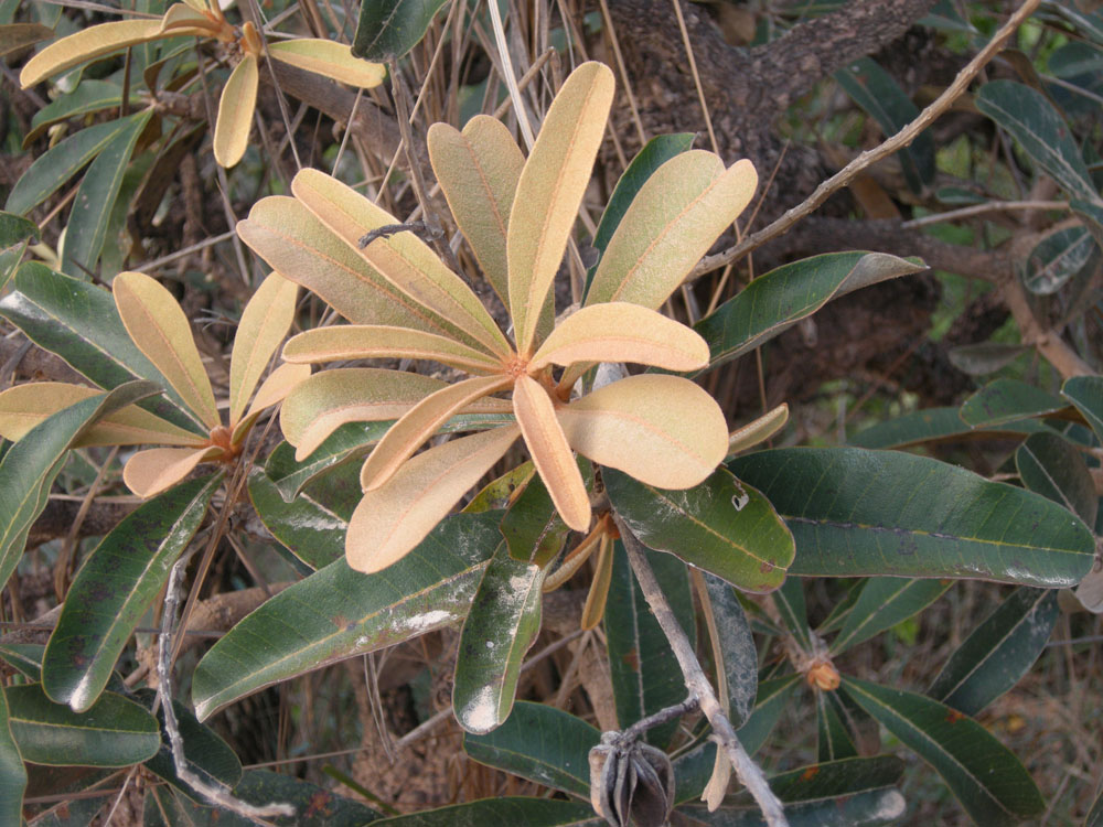 Vochysiaceae Vochysia cinnamomea