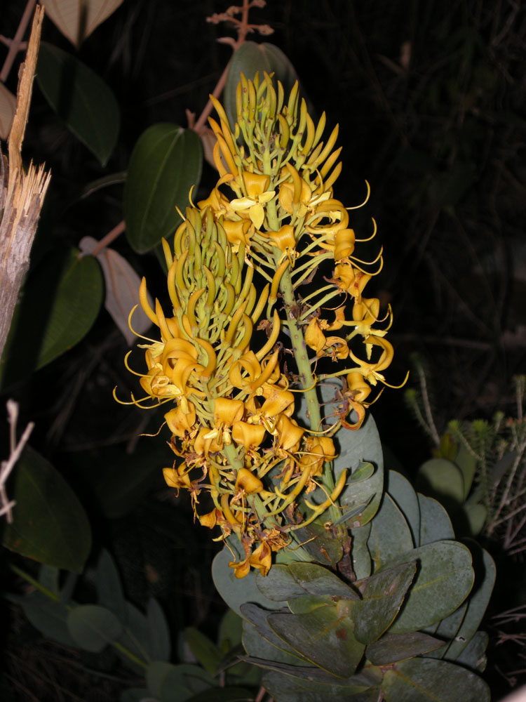 Vochysiaceae Vochysia elliptica