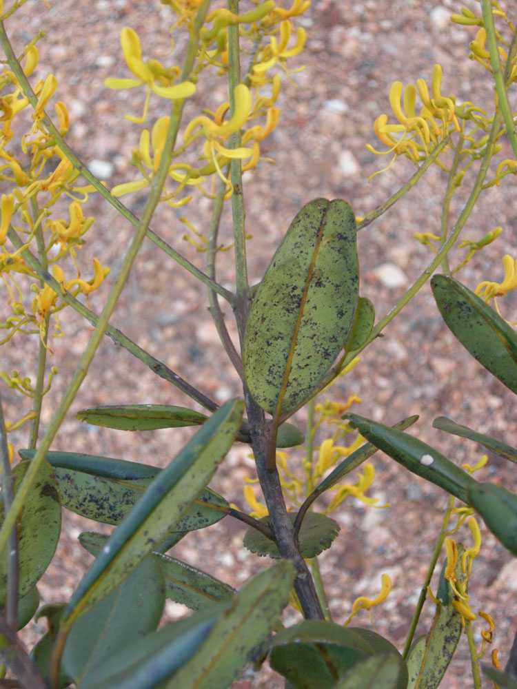 Vochysiaceae Vochysia emarginata