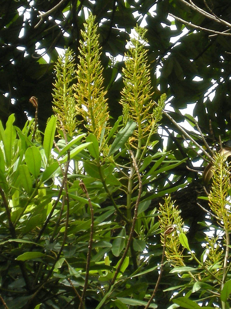 Vochysiaceae Vochysia oppugnata