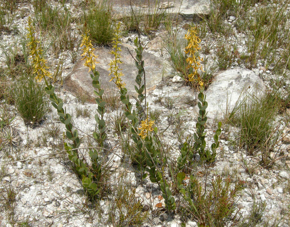 Vochysiaceae Vochysia pygmaea