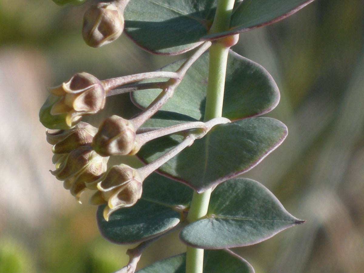 Apocynaceae Barjonia chloraeifolia