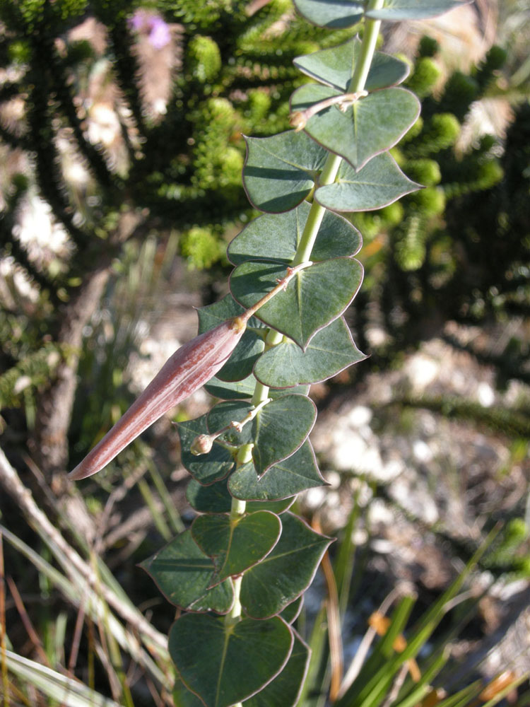 Apocynaceae Barjonia chloraeifolia