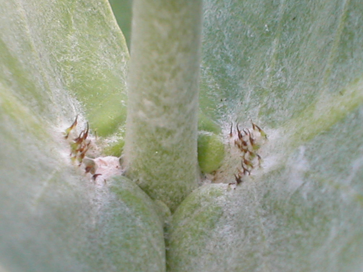 Apocynaceae Calotropis procera