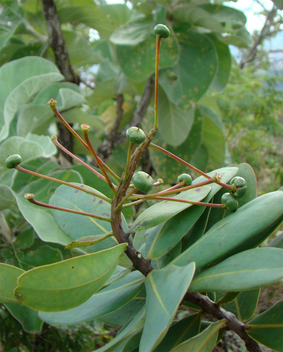 Marcgraviaceae Schwartzia adamantium