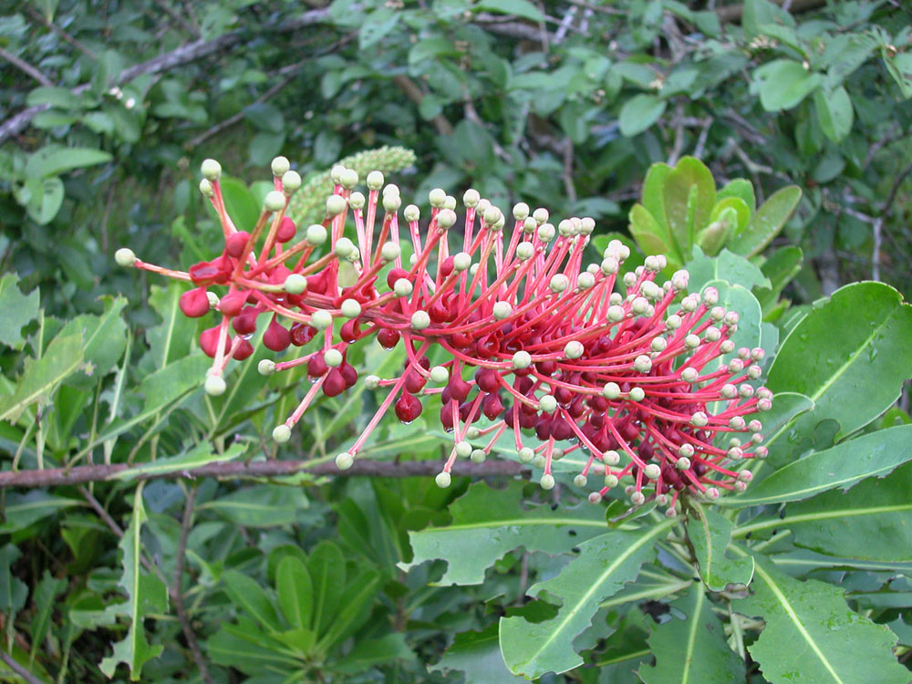 Marcgraviaceae Schwartzia brasiliensis