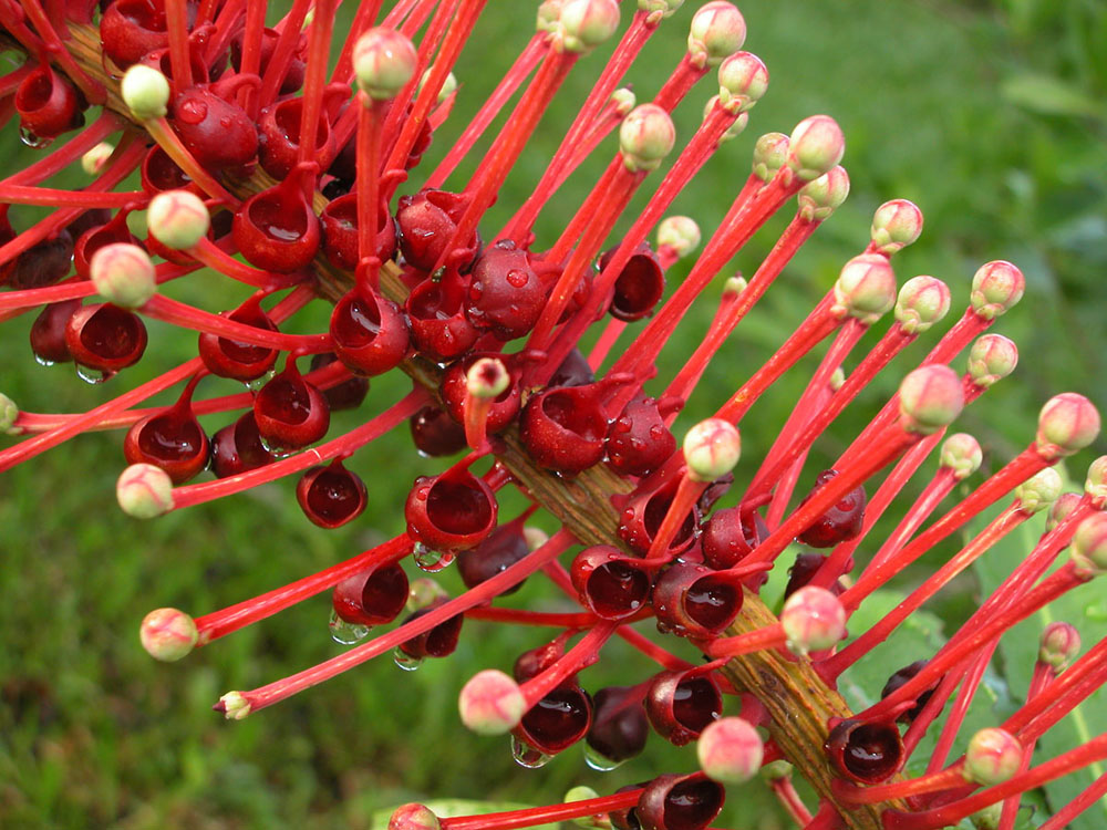 Marcgraviaceae Schwartzia brasiliensis