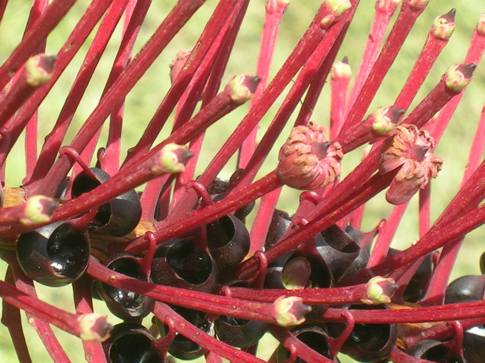 Marcgraviaceae Schwartzia brasiliensis