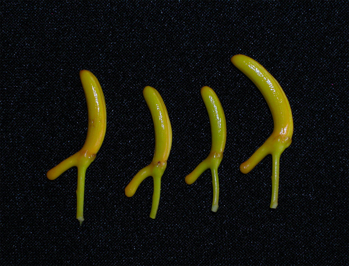 Vochysiaceae Vochysia thyrsoidea