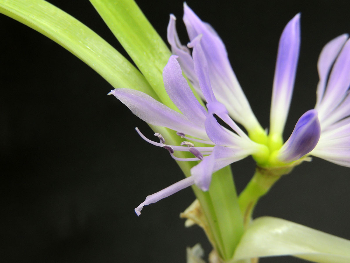 Amaryllidaceae Griffinia aracensis