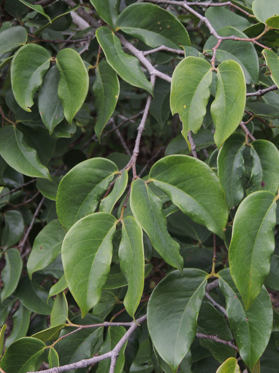 Fabaceae Hymenaea parvifolia