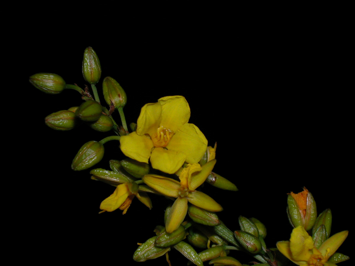 Ochnaceae Ouratea castaneifolia