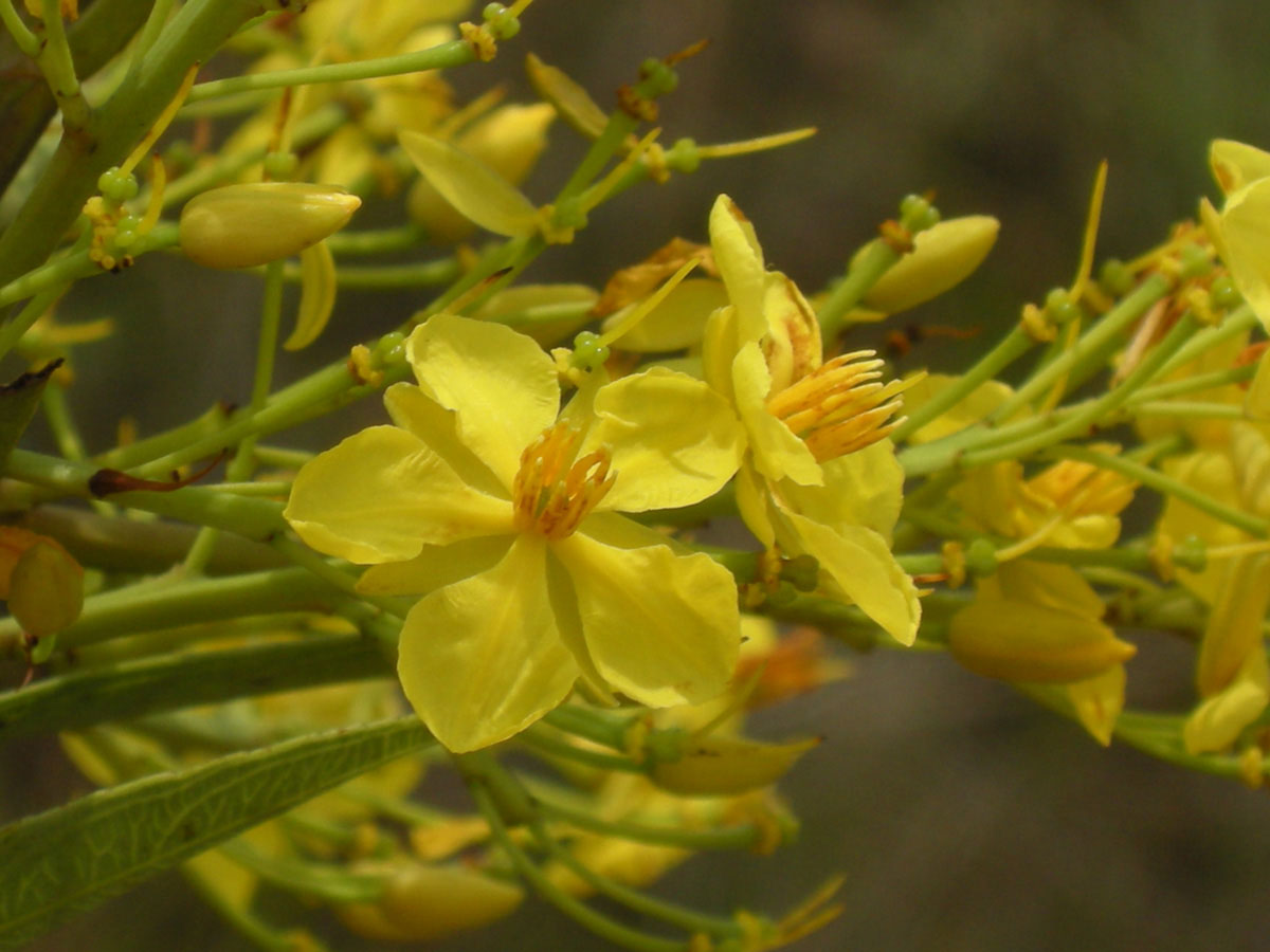 Ochnaceae Ouratea floribunda