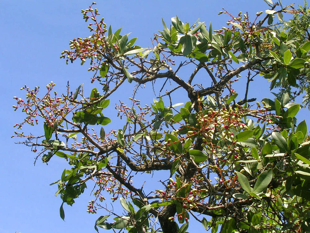Ochnaceae Ouratea spectabilis
